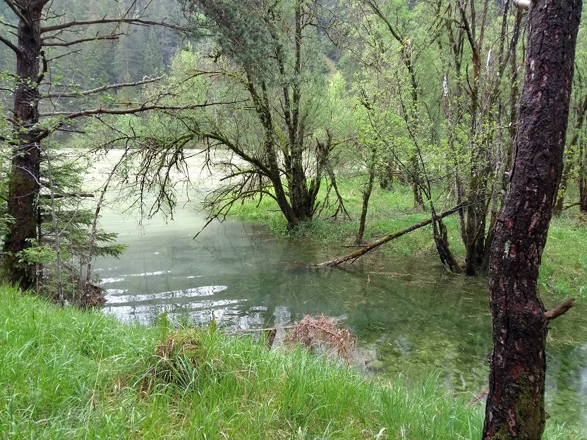 Überfluteter Auwaldbereich bei der Tierarztau