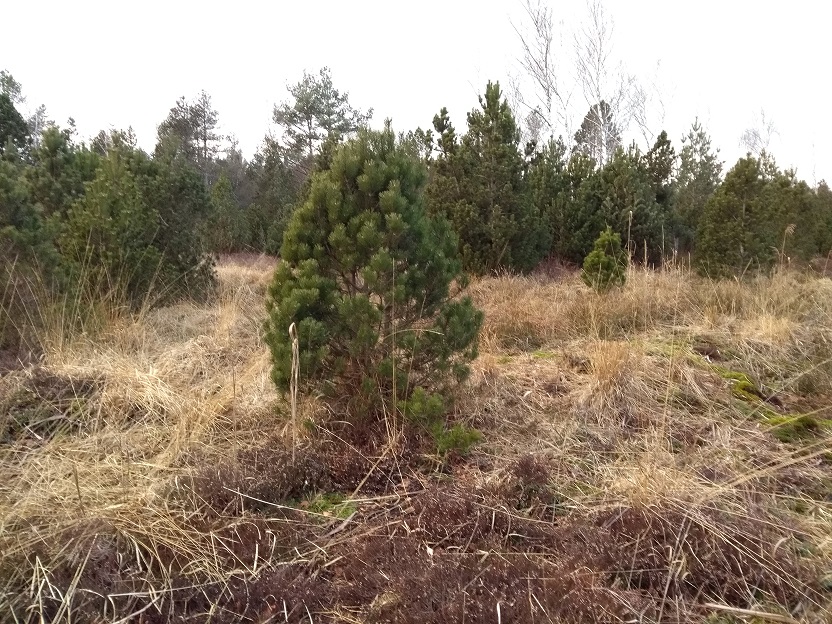 Moorfläche bei Hohenpeißenberg