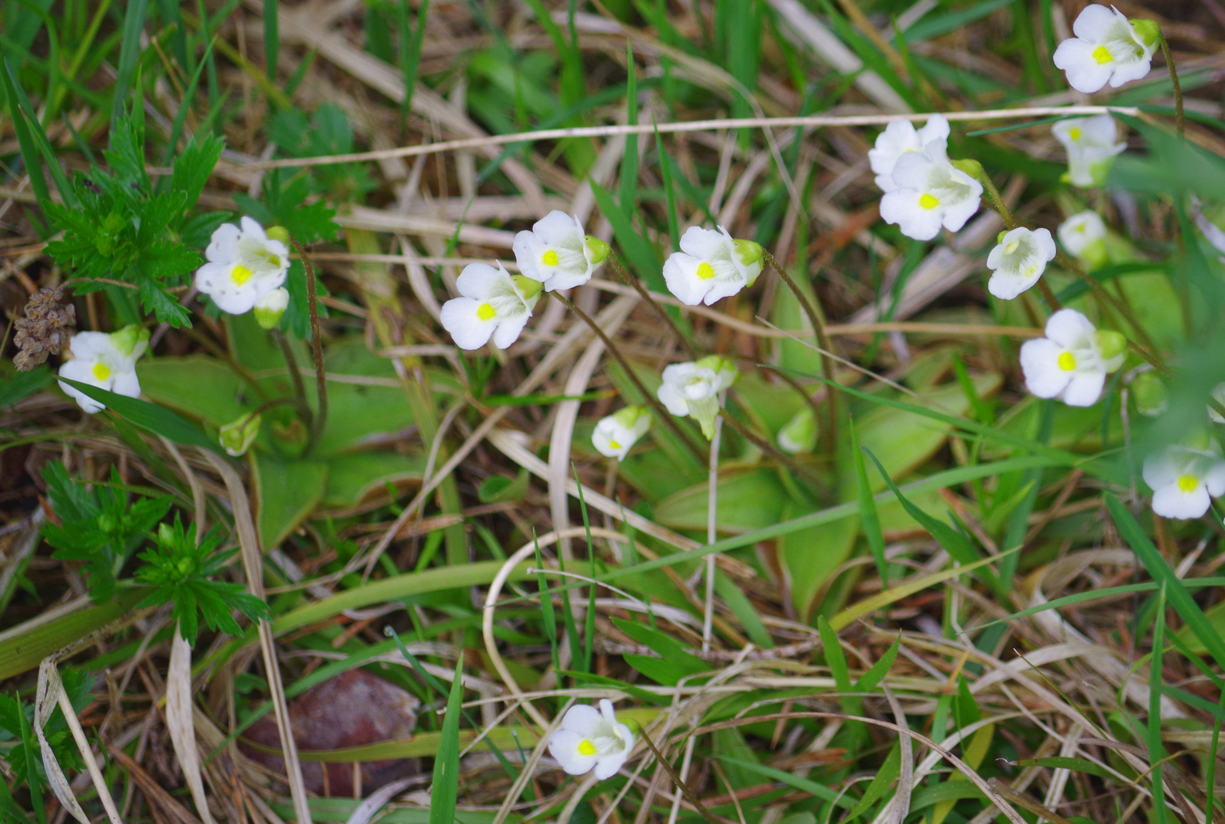 Alpen-Fettkraut - Pinguicula alpina