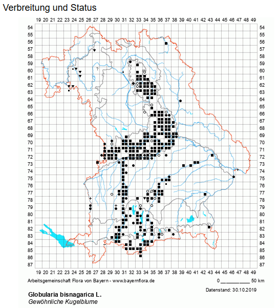 Verbreitung gewöhnliche Kugelblume