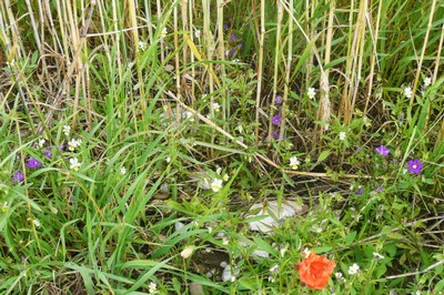 kartierung1.jpg desc